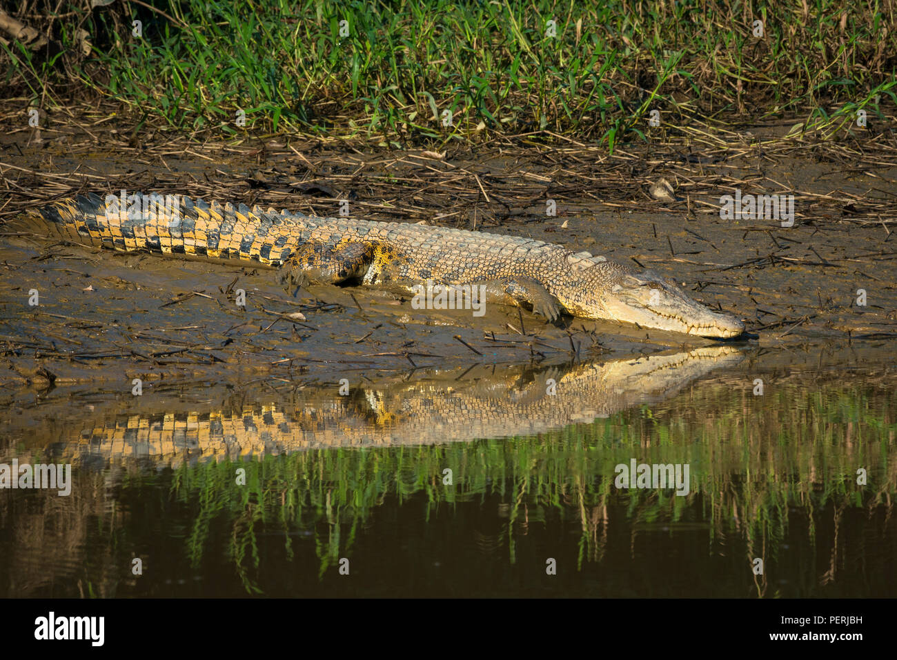 Salzwasser Krokodil (Crocodylus porosus) ruht auf einem Schlamm Ufer, und seine Reflexion sichtbar auf der Wasseroberfläche. Kinabatangan Fluss, Borneo. Stockfoto