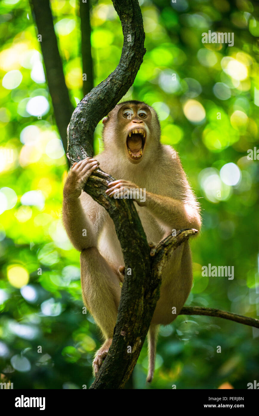 Eine südliche Schwein-tailed macaque in einem Baum an der Kamera und gähnen Sie sitzen, in den Regenwald Gomantong Höhlen, Sabah, Malaysia (Borneo) Stockfoto
