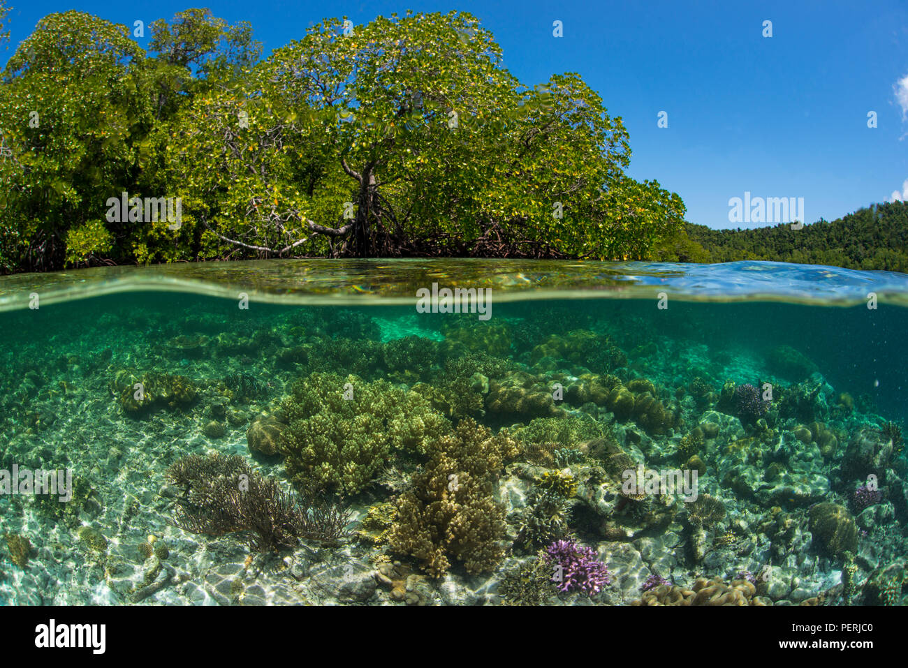 Eine Split-level Unterwasser Foto des Korallenriffs in klarem, blauem Wasser, mit Mangroven und blauer Himmel über Wasser, bei Yangefo, Waigeo, Raja Ampat Marine Stockfoto