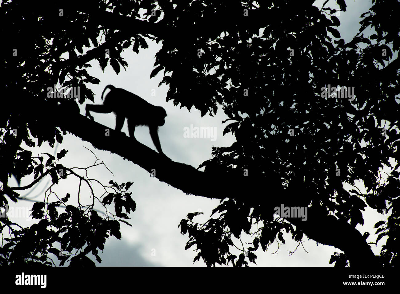 Die Silhouette eines südlichen Schwein-tailed Makaken (Macaca nemestrina) hinunter eine Zweigniederlassung, die in einem Baum. Deramakot Forest Reserve, Sabah, Malaysia (Borneo) Stockfoto