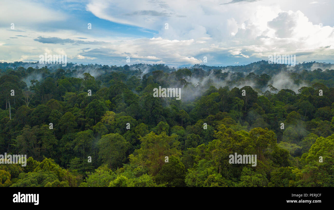Drone Foto oben Rainforest Canopy, Nebel steigt nach Regenfällen, Himmel im Hintergrund. Deramakot Forest Reserve, Sabah, Malaysia (Borneo). Stockfoto