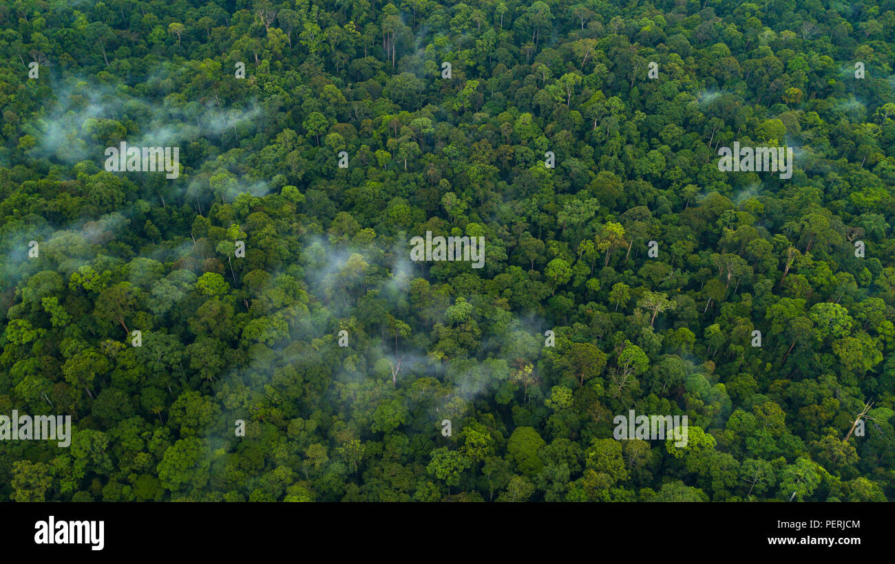 Eine Drohne Foto auf einem üppigen, grünen Regenwaldes, Nebel steigt nach Regenfällen. Deramakot Forest Reserve, Sabah, Malaysia (Borneo) Stockfoto