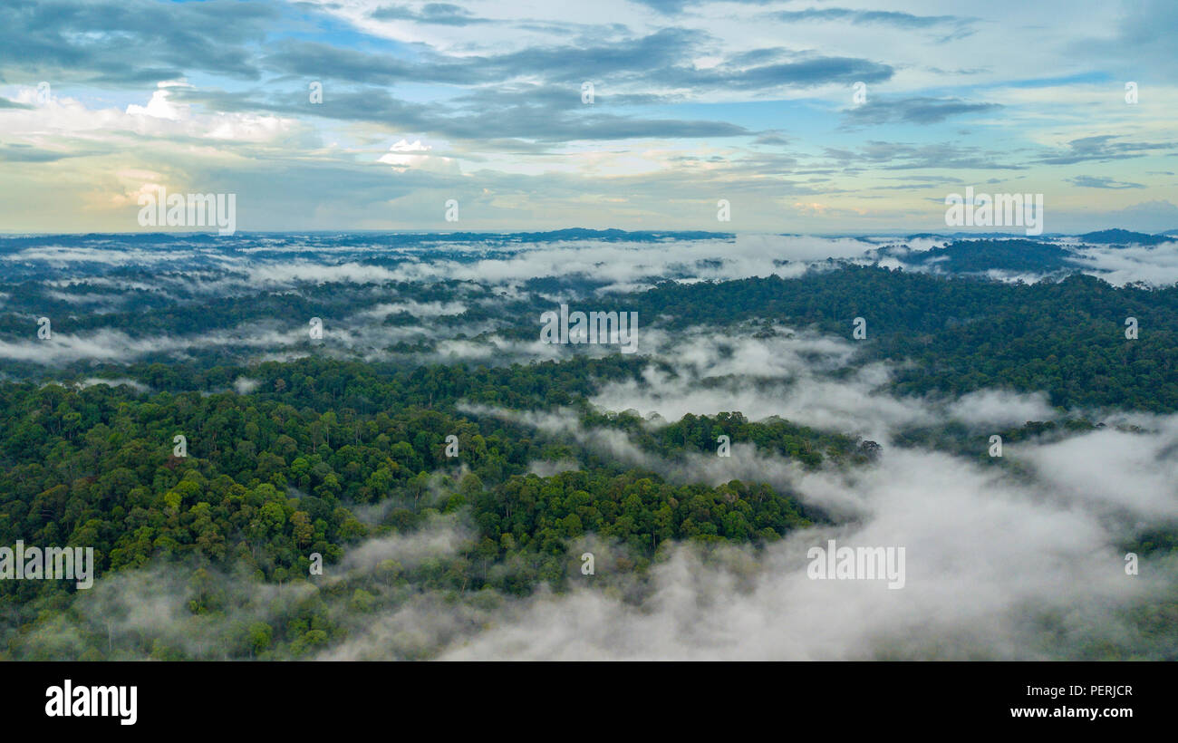 Drone Foto oben Rainforest Canopy, Nebel und Wolken steigen nach Regenfällen, Himmel im Hintergrund. Deramakot finden, Sabah, Malaysia, Borneo. Stockfoto