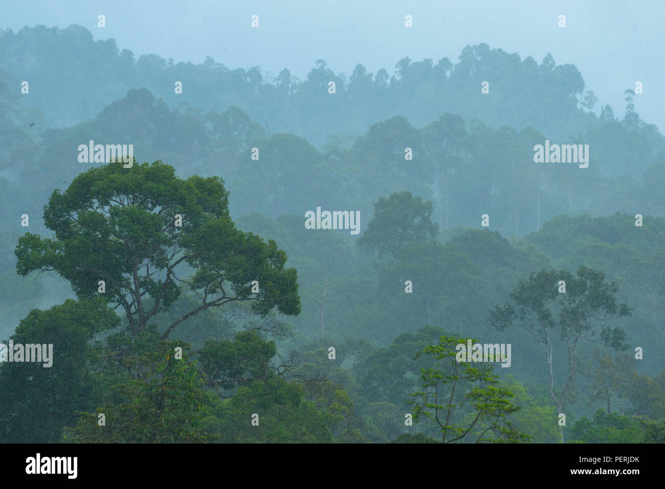 Die Rainforest Canopy ein heftiger Platzregen von Regen, im Danum Valley Regenwald, Sabah, Malaysia (Borneo) Stockfoto