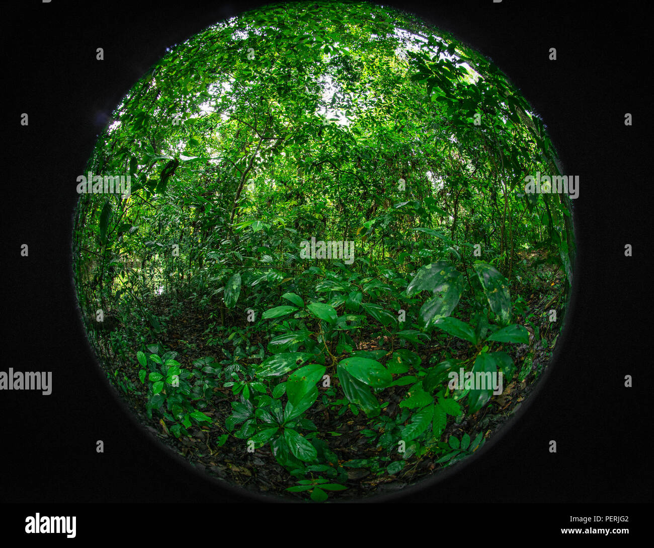 A Circular Fisheye Foto des dichten Dschungel Laub im Danum Valley Regenwald, Sabah, Malaysia (Borneo) Stockfoto