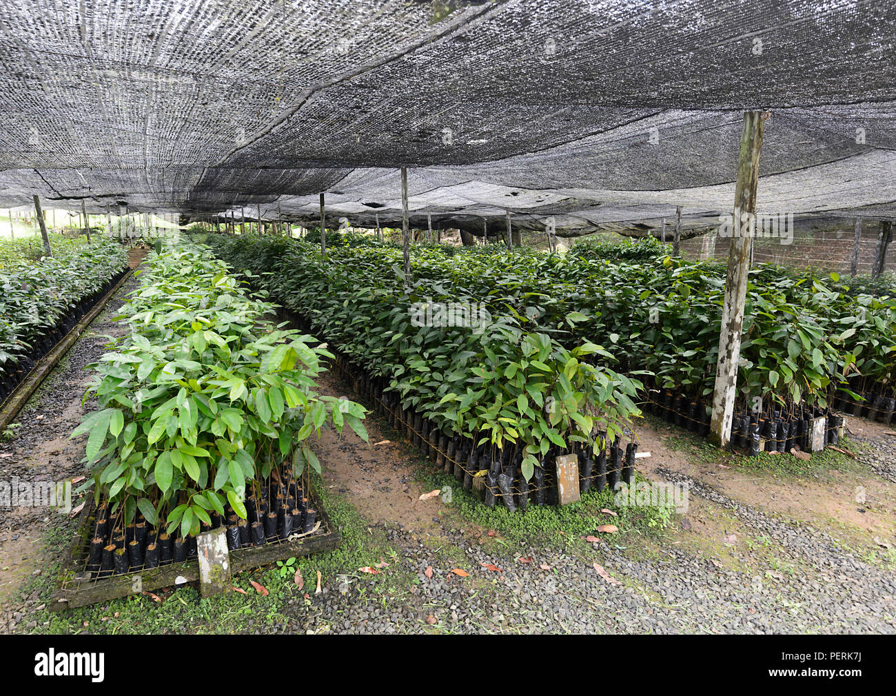 Pflanzen Baumschule, Danum Valley Conservation Area, Sabah, Borneo, Malaysia Stockfoto