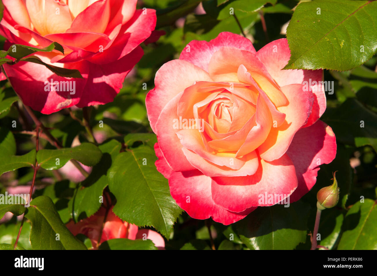 Schöne, ungewöhnliche, intensiv farbigen Rosen Stockfoto