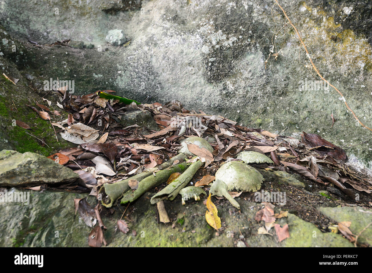 250 Jahre alte Skelettreste im Sarg Klippe, wo die Sugpan ethnische Gruppe verwendet Ihre Vorfahren begraben, Danum Valley Conservation Area, Sabah, geboren Stockfoto