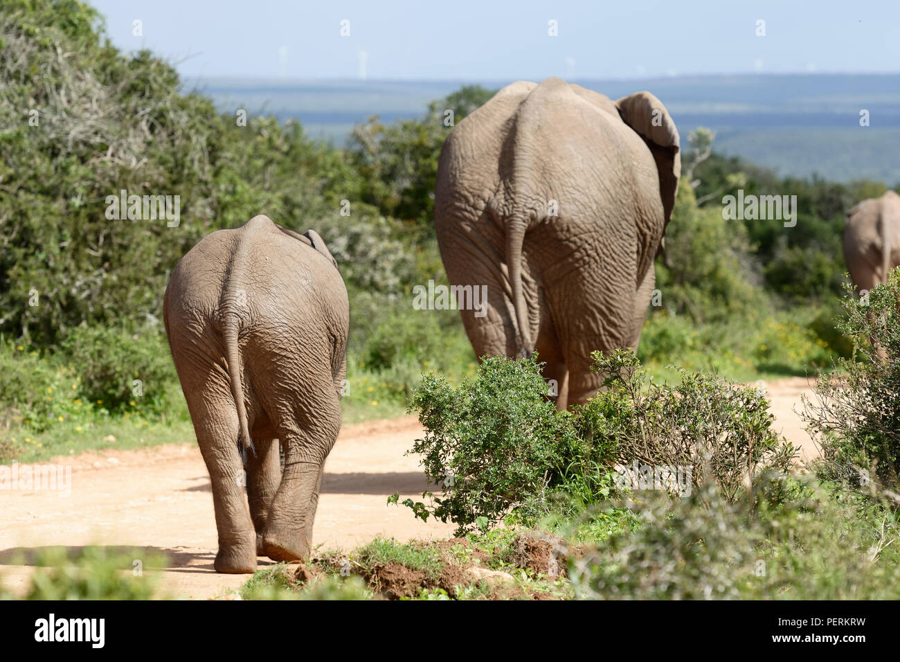 Afrikanischen Busch Elefanten, Addo Elephant National Park, Eastern Cape, Südafrika Stockfoto