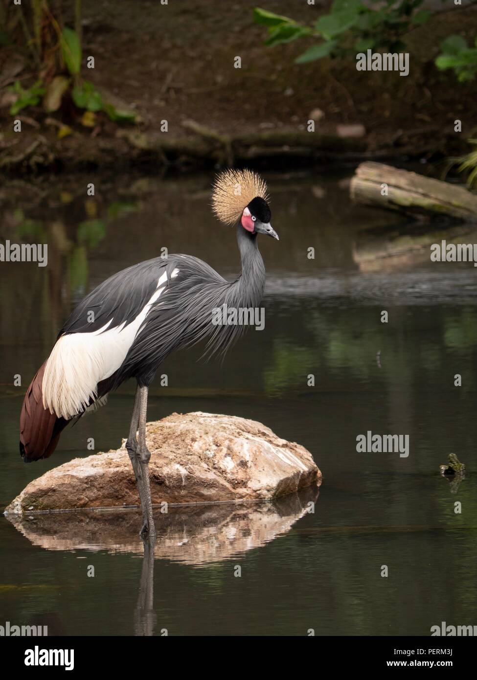 Eine majestätische Grau gekrönt Kran von einem Felsen in einem Teich stand Stockfoto