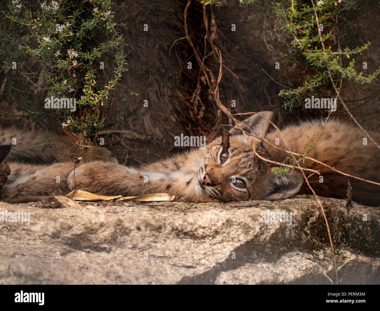 Ein Luchs cub entspannt im Schatten eines Baumes Stockfoto