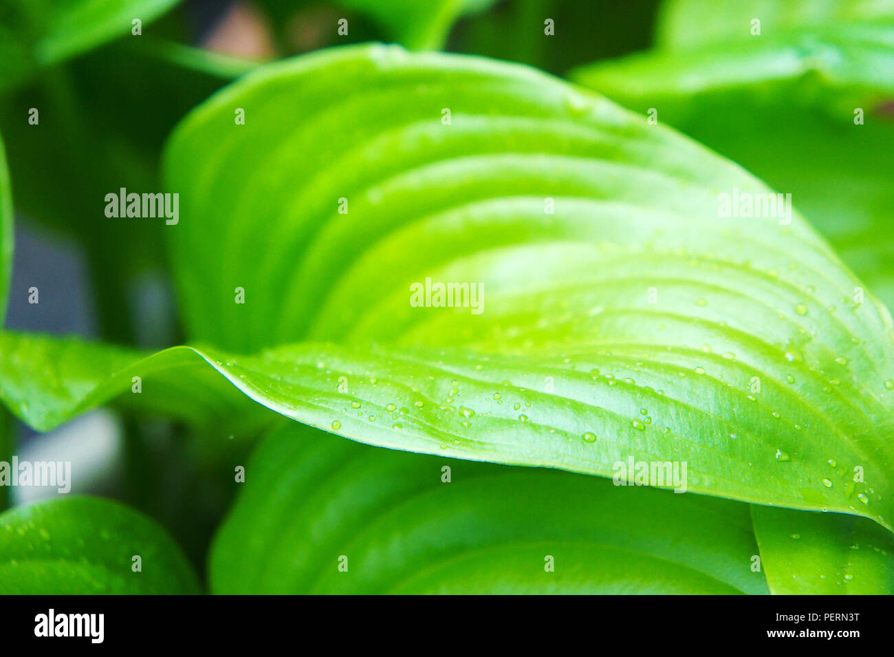 Blute Blatt Textur Grosse Grune Blatter Tropischen Der Blume Mit Grossen Venen Stockfotografie Alamy