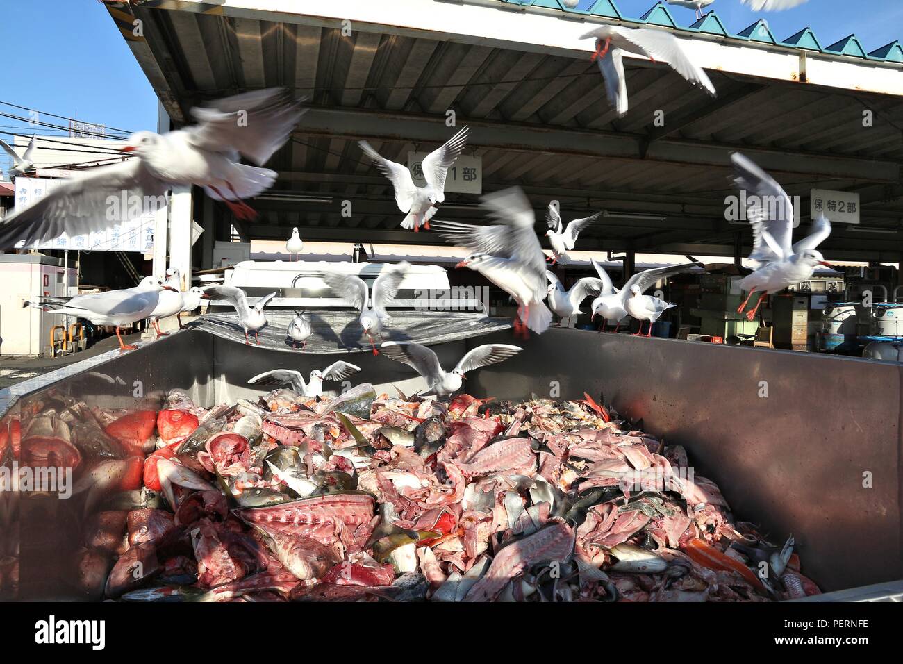 Tokio, Japan - Dezember 2, 2016: Möwen füttern auf Abfälle von Fischen der Tsukiji Fischmarkt in Tokio, Japan. Es ist die größte Großhandel von Fisch und Meeresfrüchten mark Stockfoto