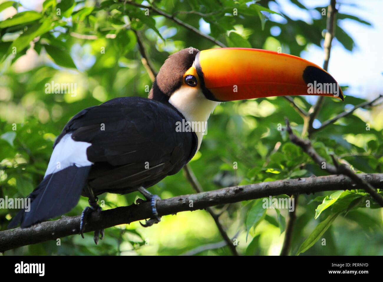 Natur Brasiliens. Parque das Aves in Iguazu - gemeinsame Riesentukan (Ramphastos toco) Vogel. Stockfoto