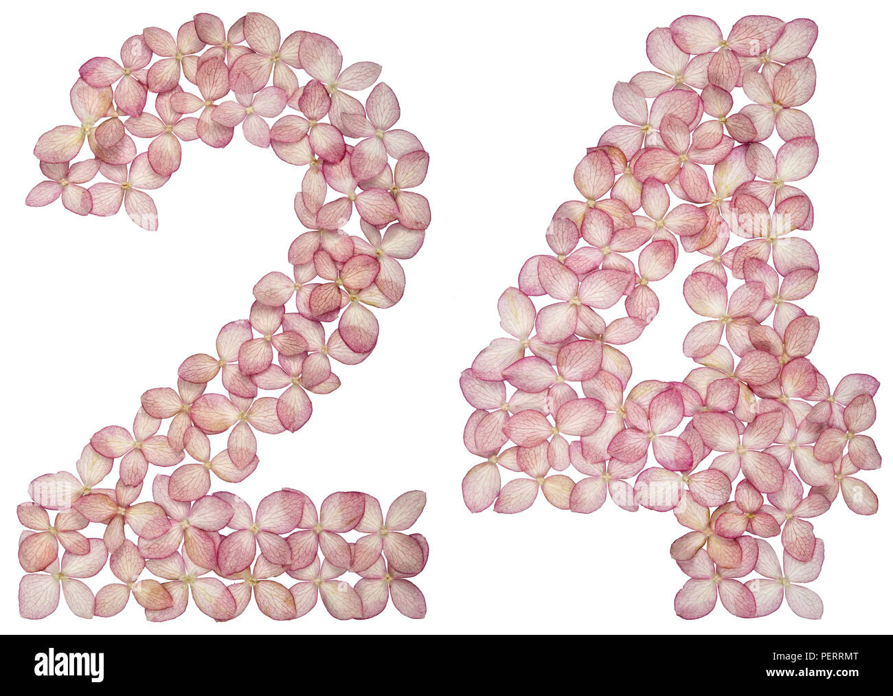 Arabische Zahlen 24, 24, von Blüten Hortensie, auf weißem Hintergrund Stockfoto