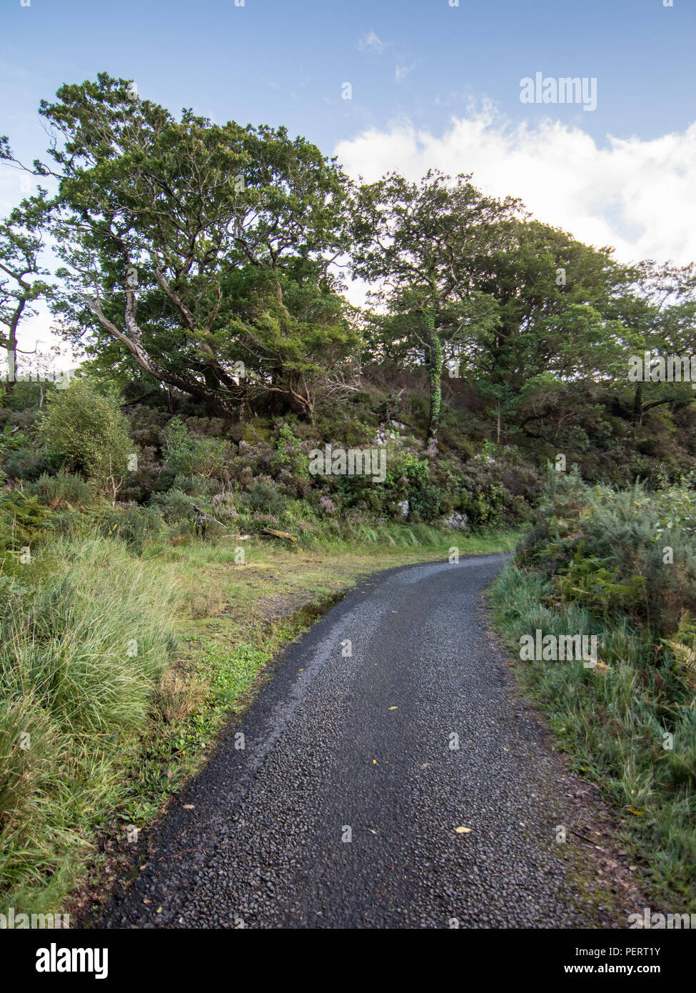 Eine schmale Gasse, zum Radfahren und Reiten vorbehalten - Kutschfahrten, schlängelt sich durch den Wald in den Killarney National Park in der irischen Grafschaft Kerry. Stockfoto