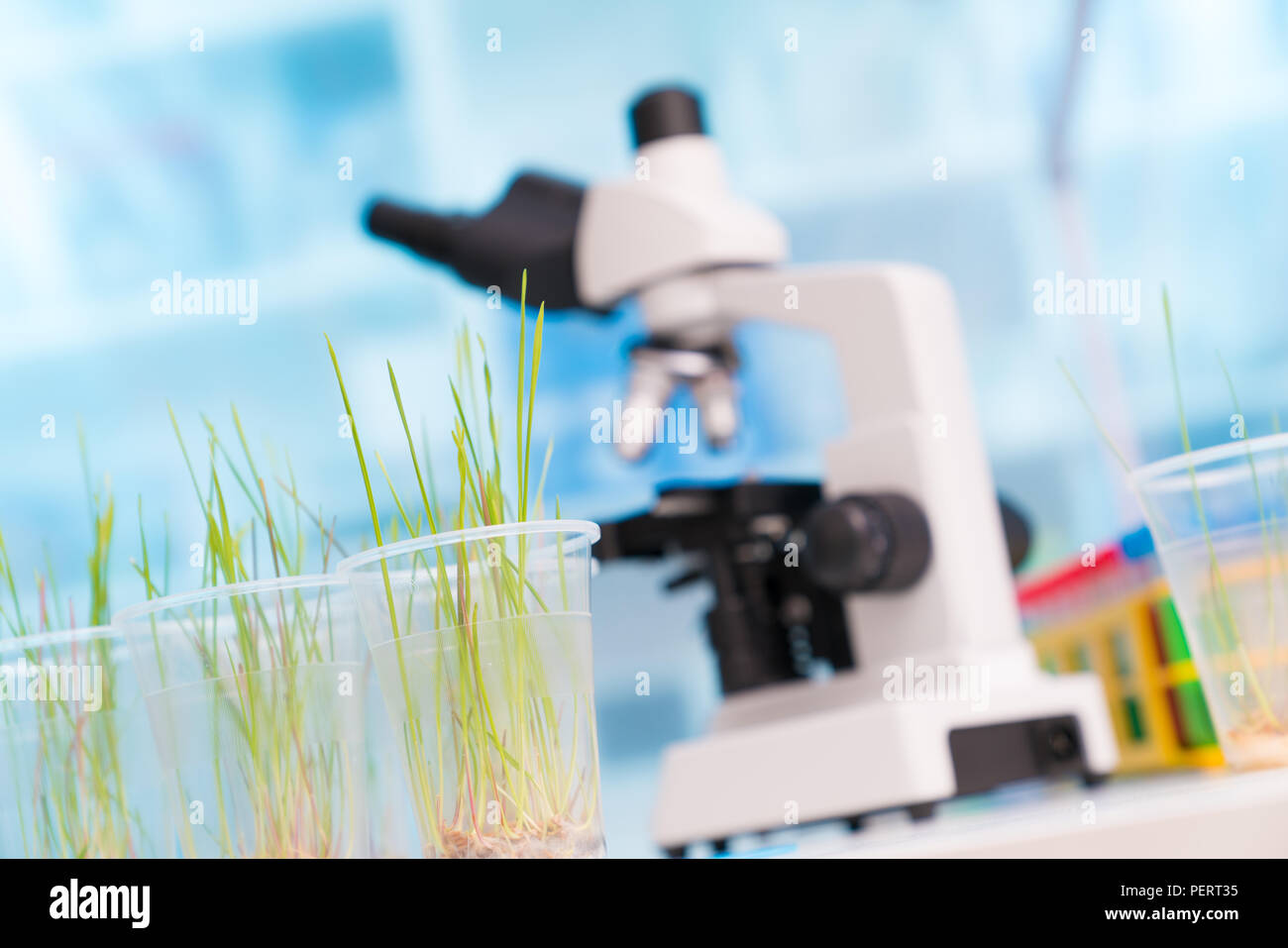 Grüne Pflanzen und wissenschaftliche Ausrüstung in der Biologie laboratary Stockfoto
