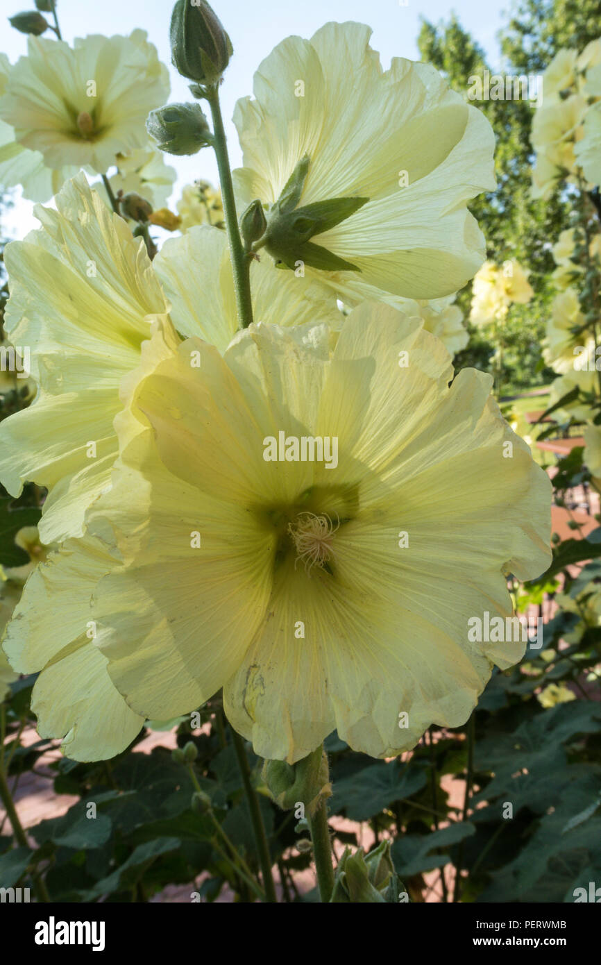 Malve Blumen, MT, USA Stockfoto