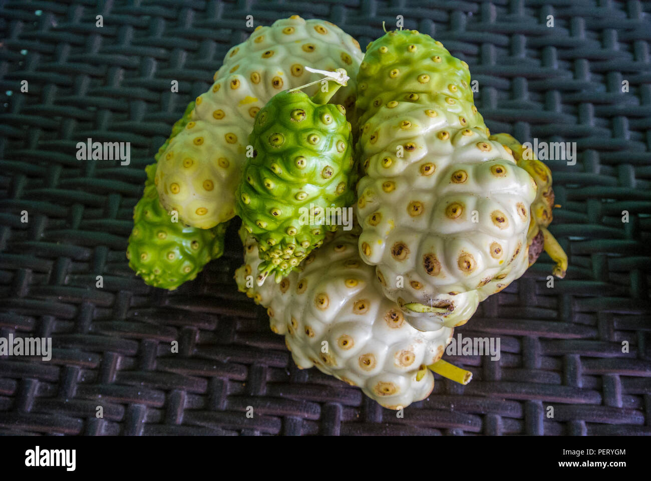 Frisch gepflückte Frucht Noni (Morinda citrifolia) in einem Haufen auf einen Tisch Stockfoto