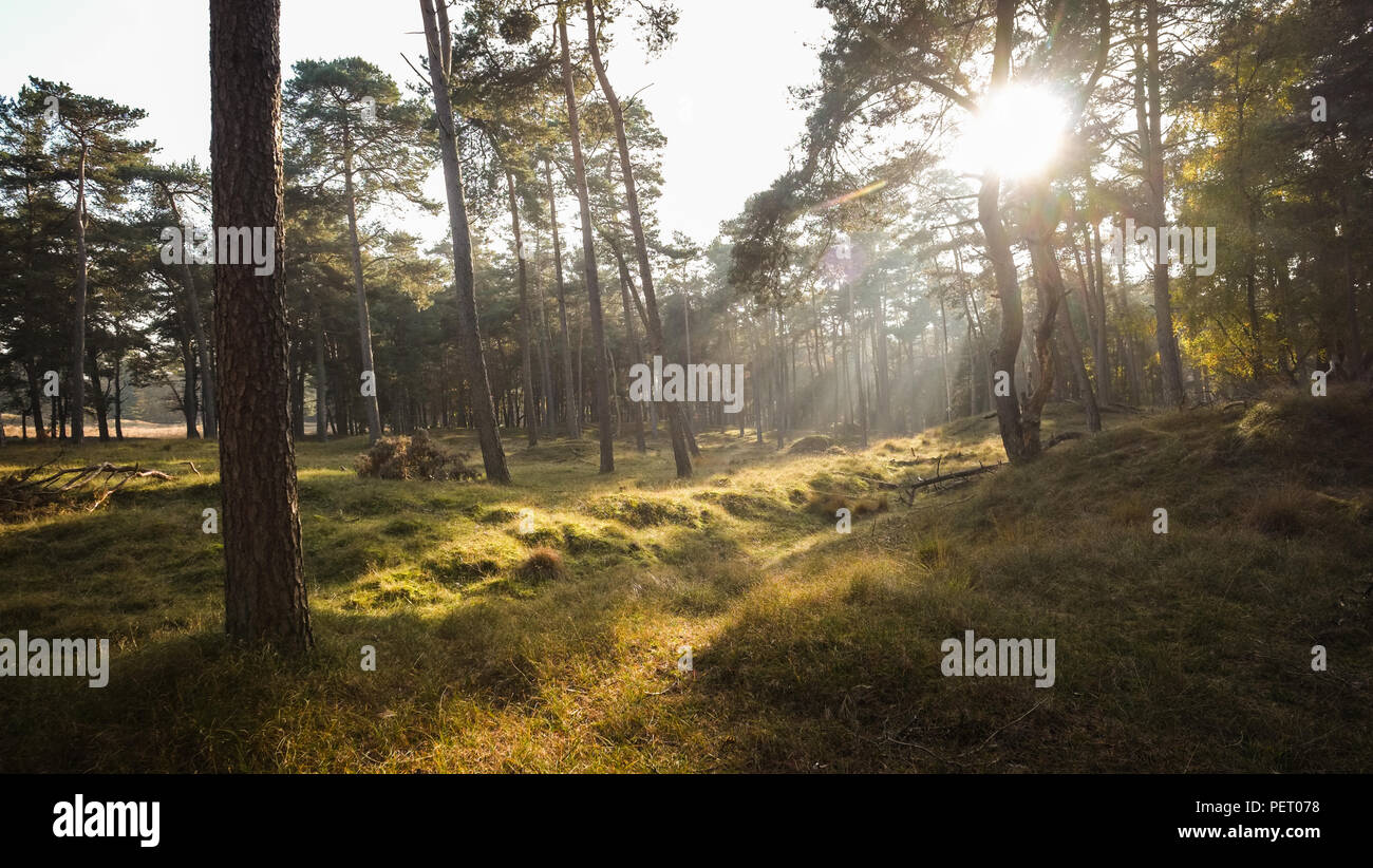 Die Sonne durch die Bäume in einem Wald mit Nebel und orangen Farben. Stockfoto