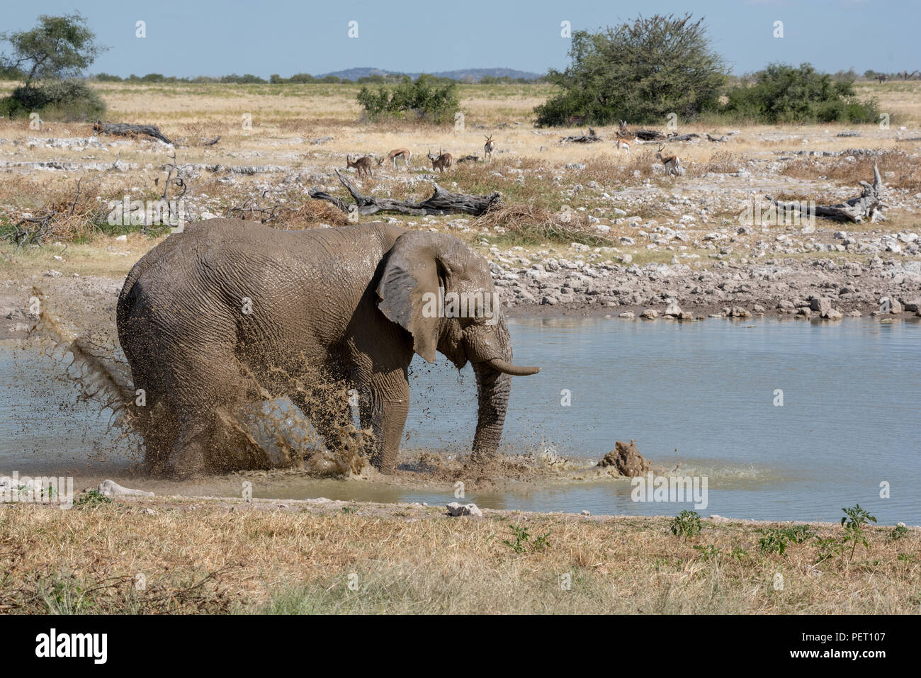 Große Elefanten am Wasserloch spielen mit Wasser und Abkühlung in der Hitze Stockfoto