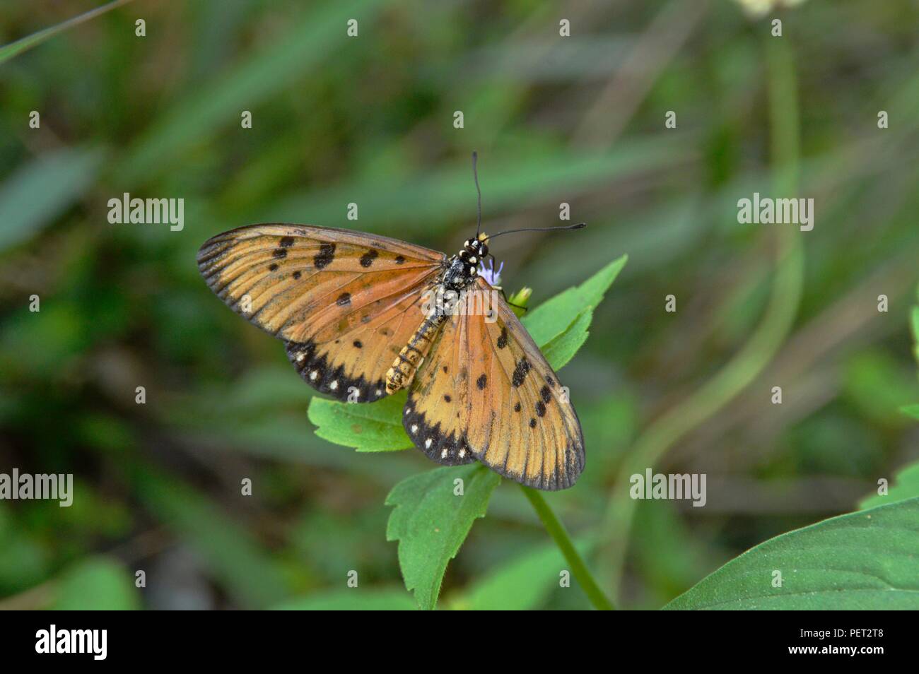 Ein schöner Schmetterling Stockfoto