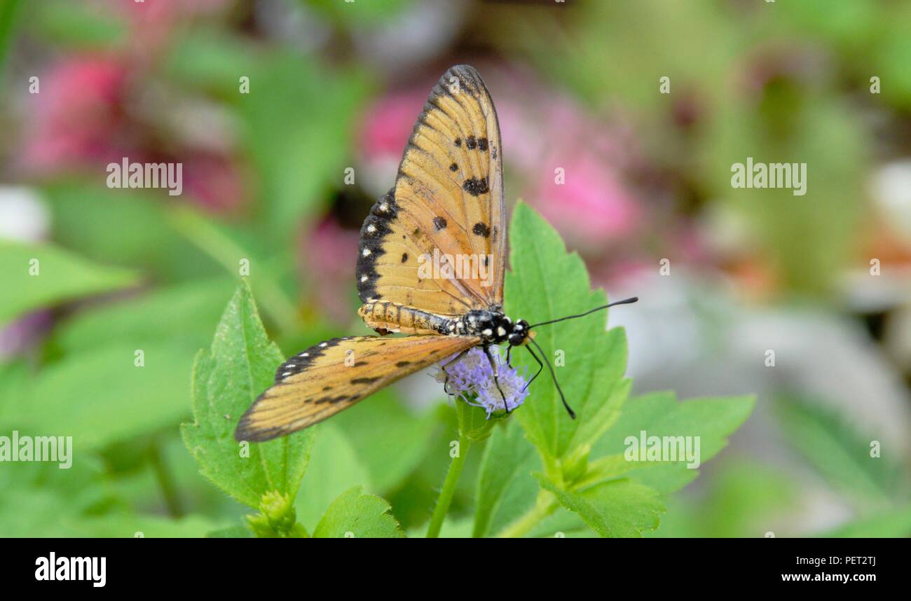 Ein schöner Schmetterling Stockfoto