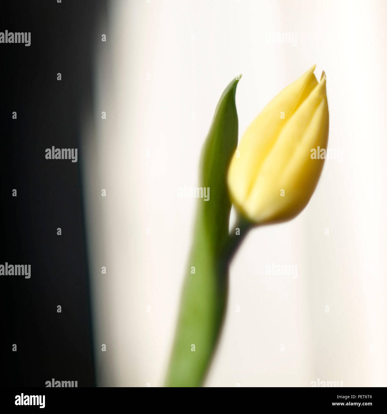 Gelbe Tulpe in der Einsamkeit. Stockfoto