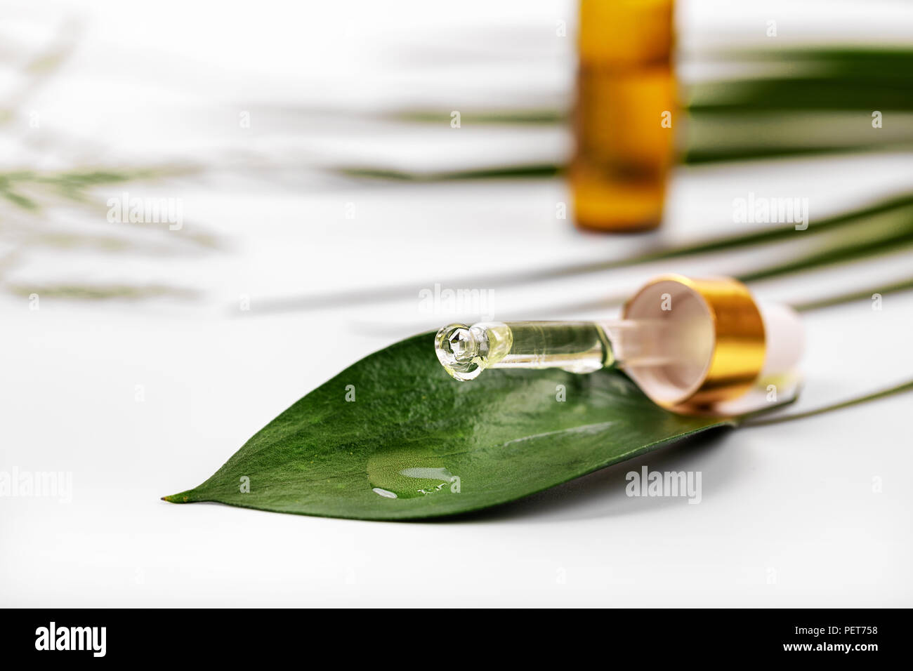 Pflanzliche Arzneimittel oder Kosmetika - Öl fallen auf das grüne Blatt von Dropper Stockfoto