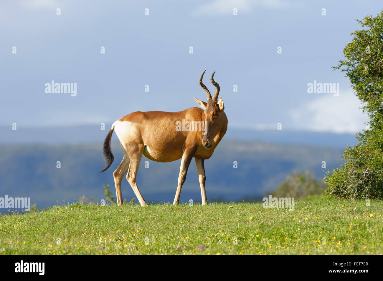 Red Hartebeest Futtersuche, Addo Elephant National Park, Eastern Cape, Südafrika Stockfoto