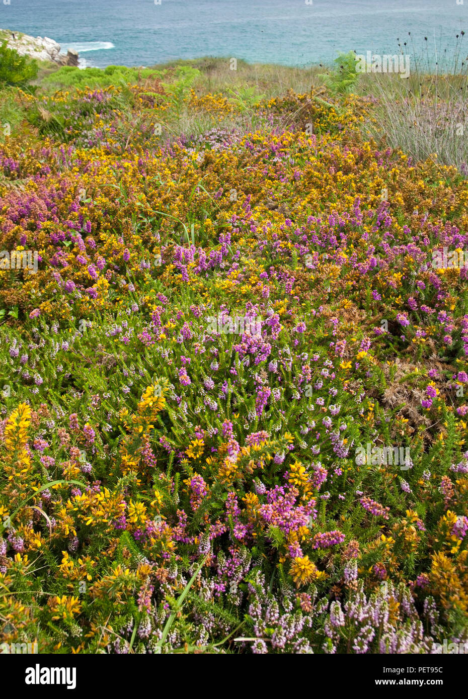 Kantabrien, Küstenlandschaft um Isla Virgen de Mar mit Sommerblumen Stockfoto
