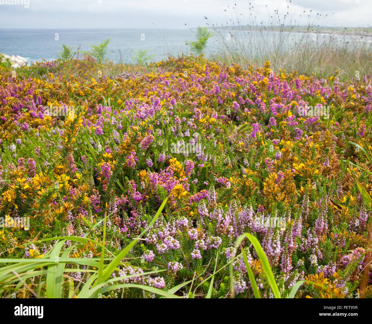 Kantabrien, Küstenlandschaft um Isla Virgen de Mar mit Sommerblumen Stockfoto