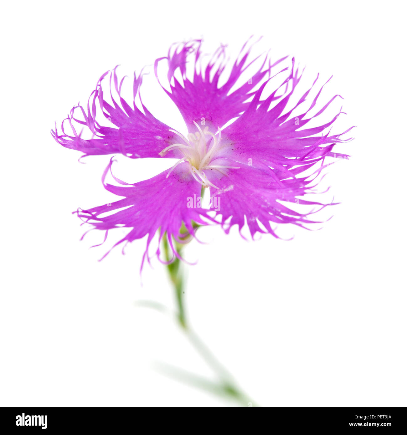 Flora von Kantabrien - Dianthus hyssopifolius, isop-leaved Nelke Stockfoto