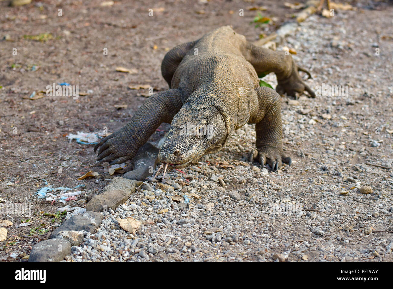 Wild Komodo Drachen, die größte Art der Eidechse, im Komodo National Park Stockfoto