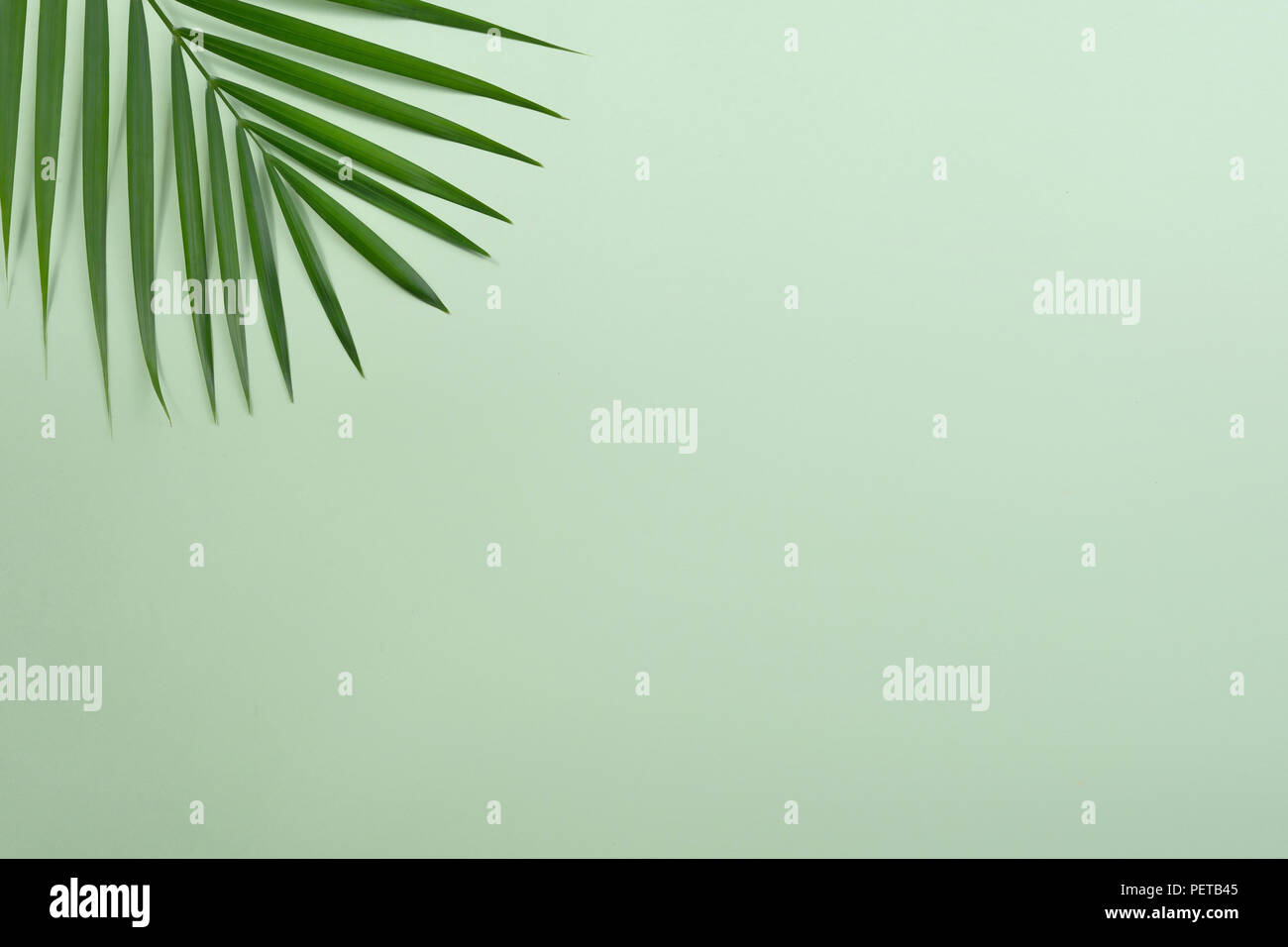 Tropische Palme auf grünem Hintergrund copyspace Stockfoto
