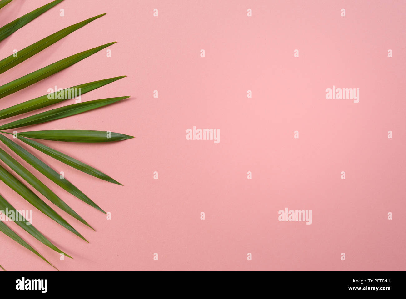Tropische Palme auf lebendige Pastell Hintergrund Stockfoto