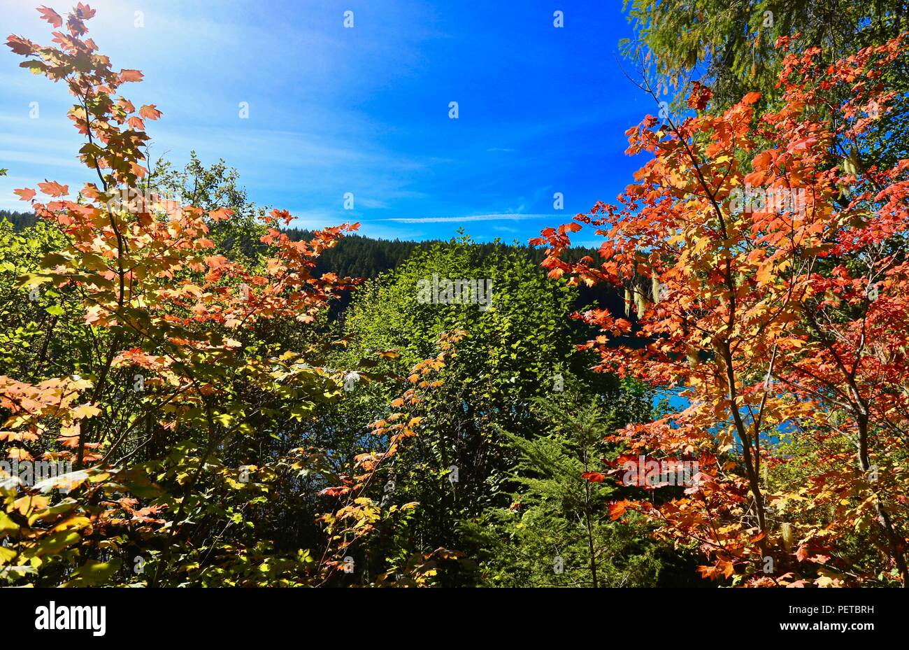 Rote und gelbe Herbstlaub mit Evergreens, blauer Himmel und See Stockfoto