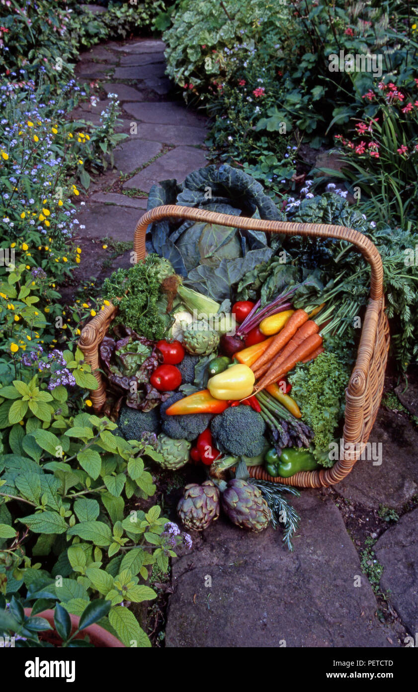 FREISCH GEERNTETES GEMÜSEMIX IN WEIDENKORB AUF GARTENPFAD, DER MIT VERSCHIEDENEN BLUMEN UND KRÄUTERN SÄUMT IST. Stockfoto