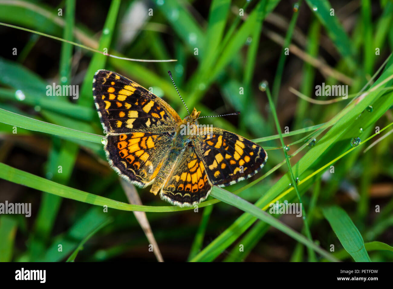 Feld Crescent Schmetterling (Phyciodes pulchella) im Gras ruhen, Castle Rock Colorado USA. Stockfoto