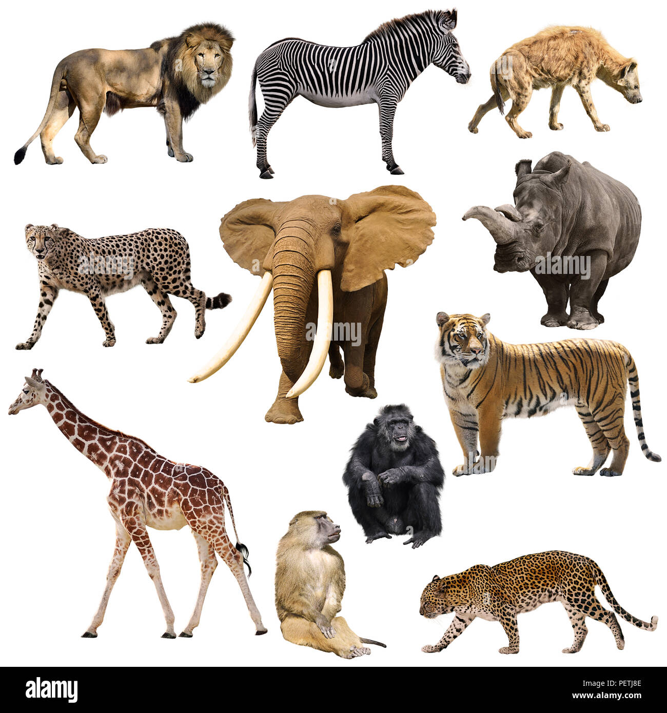 Afrikanische Tiere auf weißem Hintergrund Stockfoto