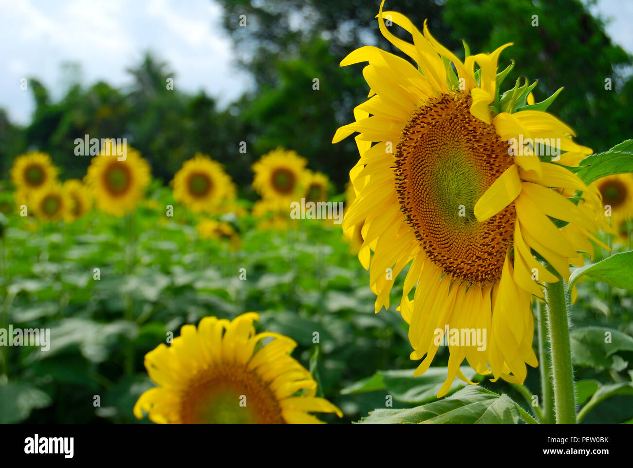 Sonnenblumen garten Fotos und Bildmaterial in hoher Auflösung Alamy