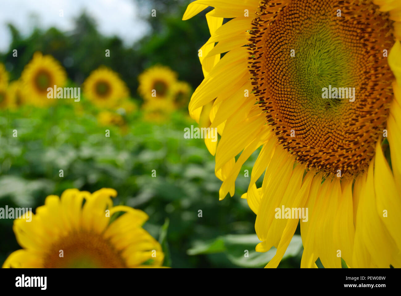 Sonnenblumen garten Fotos und Bildmaterial in hoher Auflösung Alamy