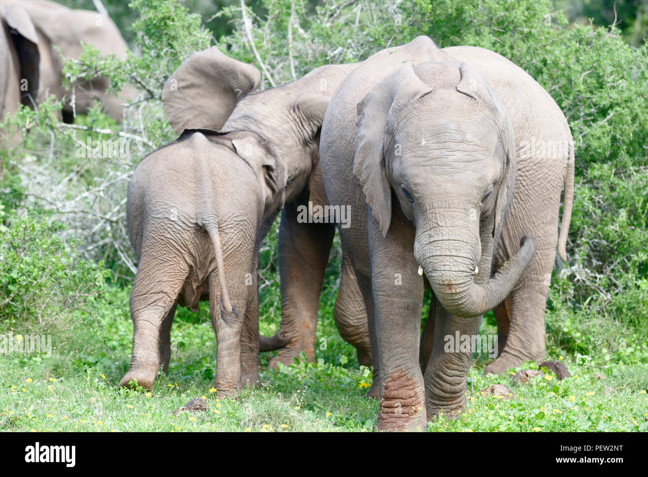 Afrikanischen Busch Elefanten, Addo Elephant National Park, Eastern Cape, Südafrika Stockfoto