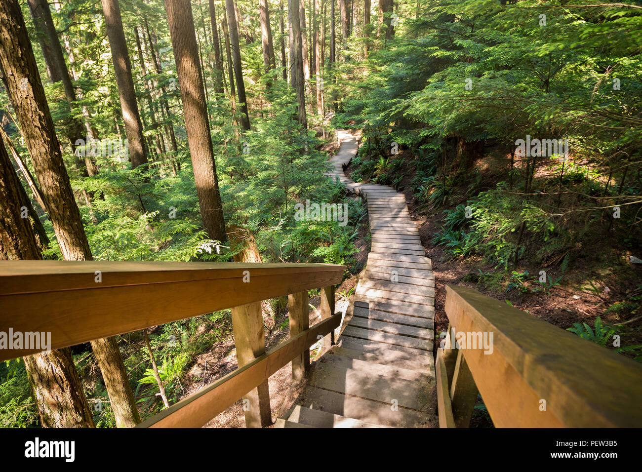 Wald Gehweg in der Nähe von Lynn Canyon in Nord Vancouver. Stockfoto