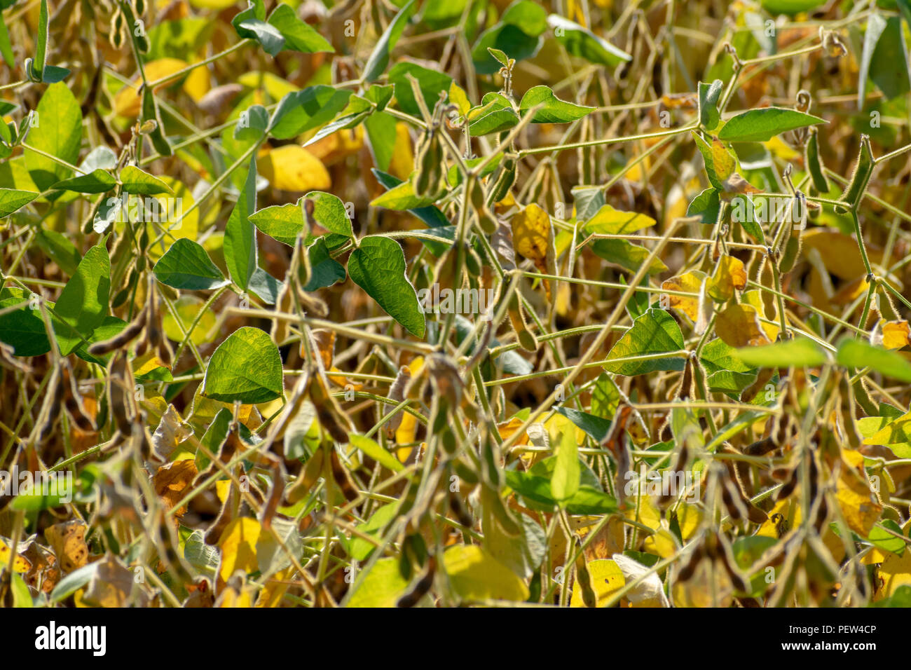 Soyben Feld fast reif für die Ernte Stockfoto