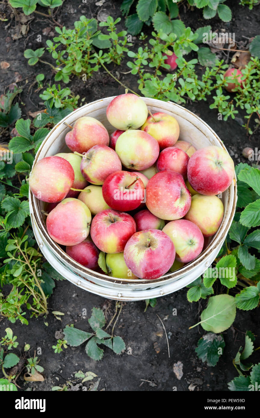 Reif Ruddy Apfel In Einen Eimer In Den Garten Geerntete Obst