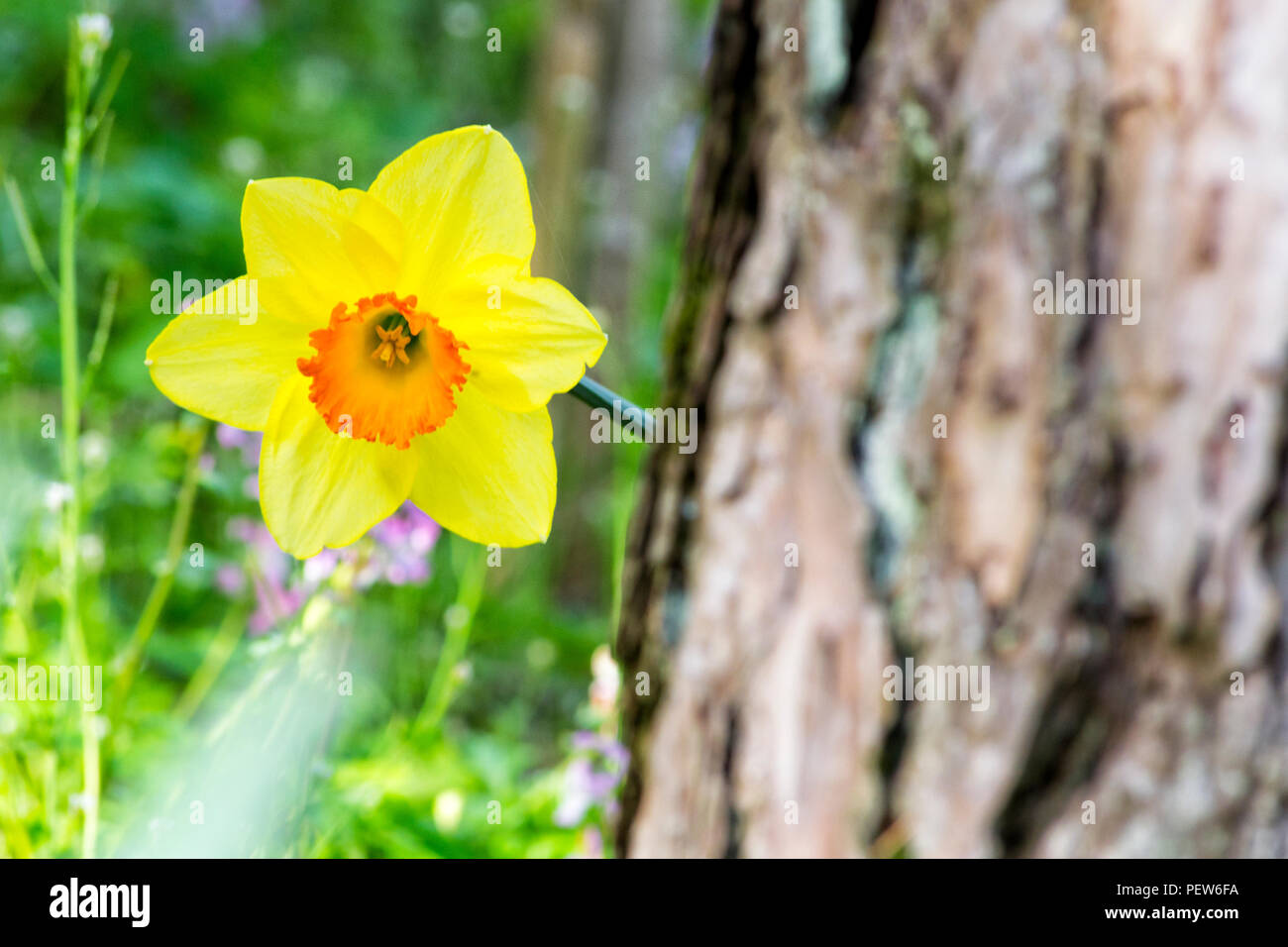 Soft Focus der weißen Wilden Narzisse oder Fastenzeit lily Blumen - Narcissus pseudonarcissus, Amaryllidoideae, der Amaryllidaceae Stockfoto