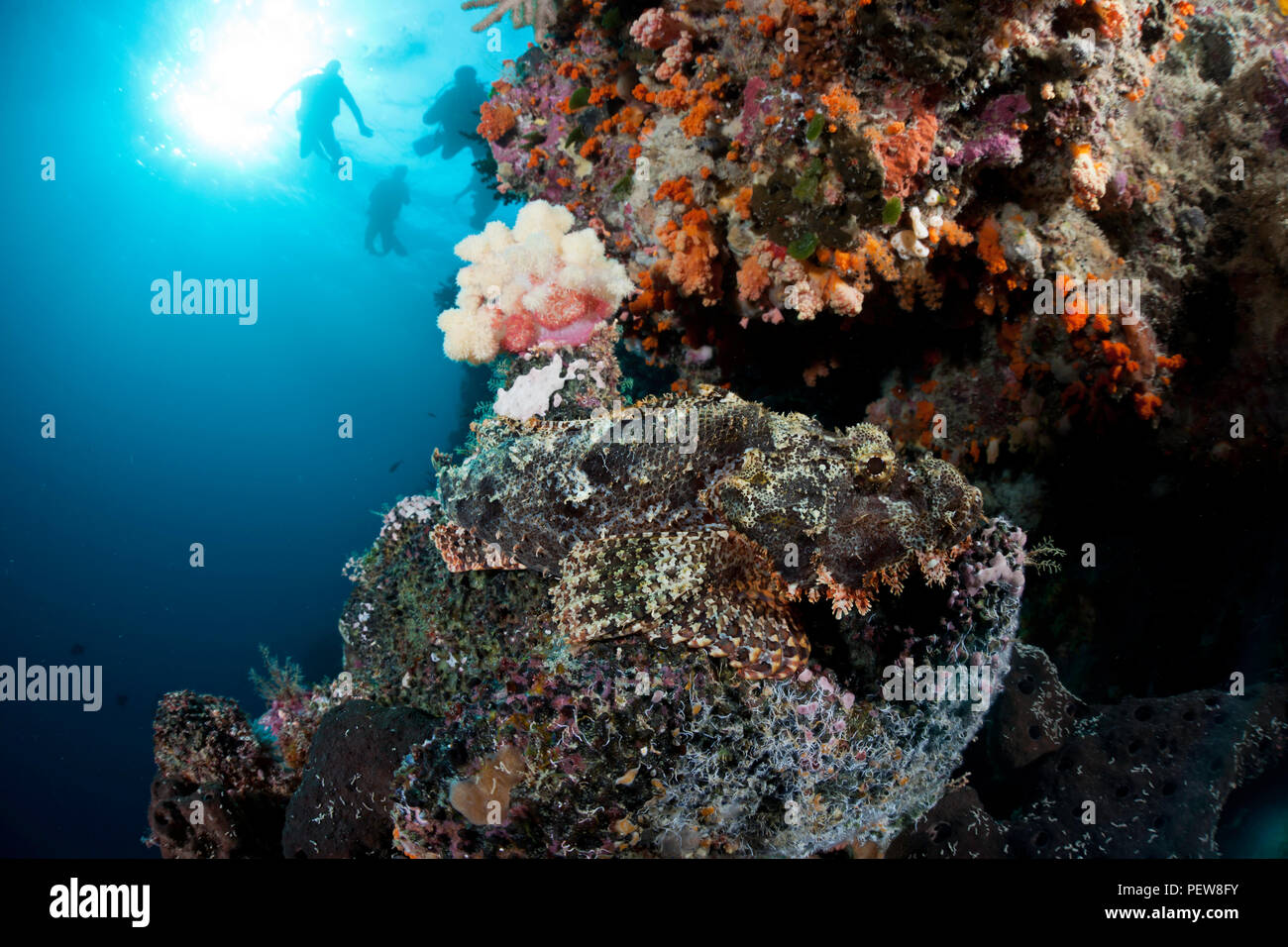 Es ist schwer zu sehen, wo Fischen endet und das Riff beginnt mit dieser Aufnahme eines gut camoflaged Drachenköpfe, Scorpaenopsis oxycephala, Indonesien. Stockfoto