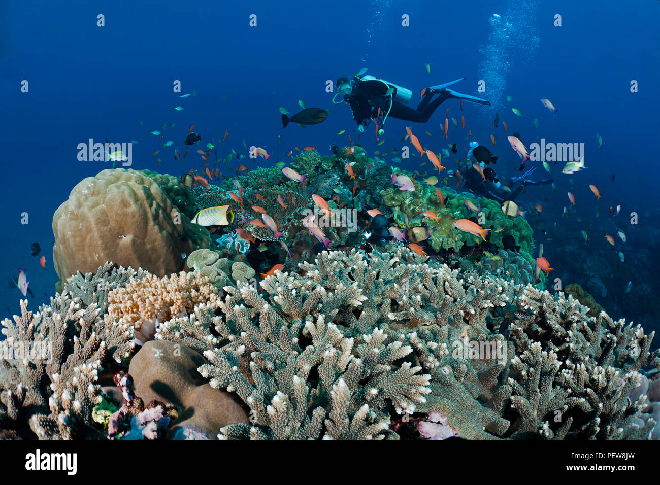 Schule Riff Fische zusammen mit Weich- und Hartkorallen beherrscht dieses Riff Szene mit Taucher (MR), Crystal Bay, Nusa Penida, Insel Bali, Indonesien, Pazif Stockfoto