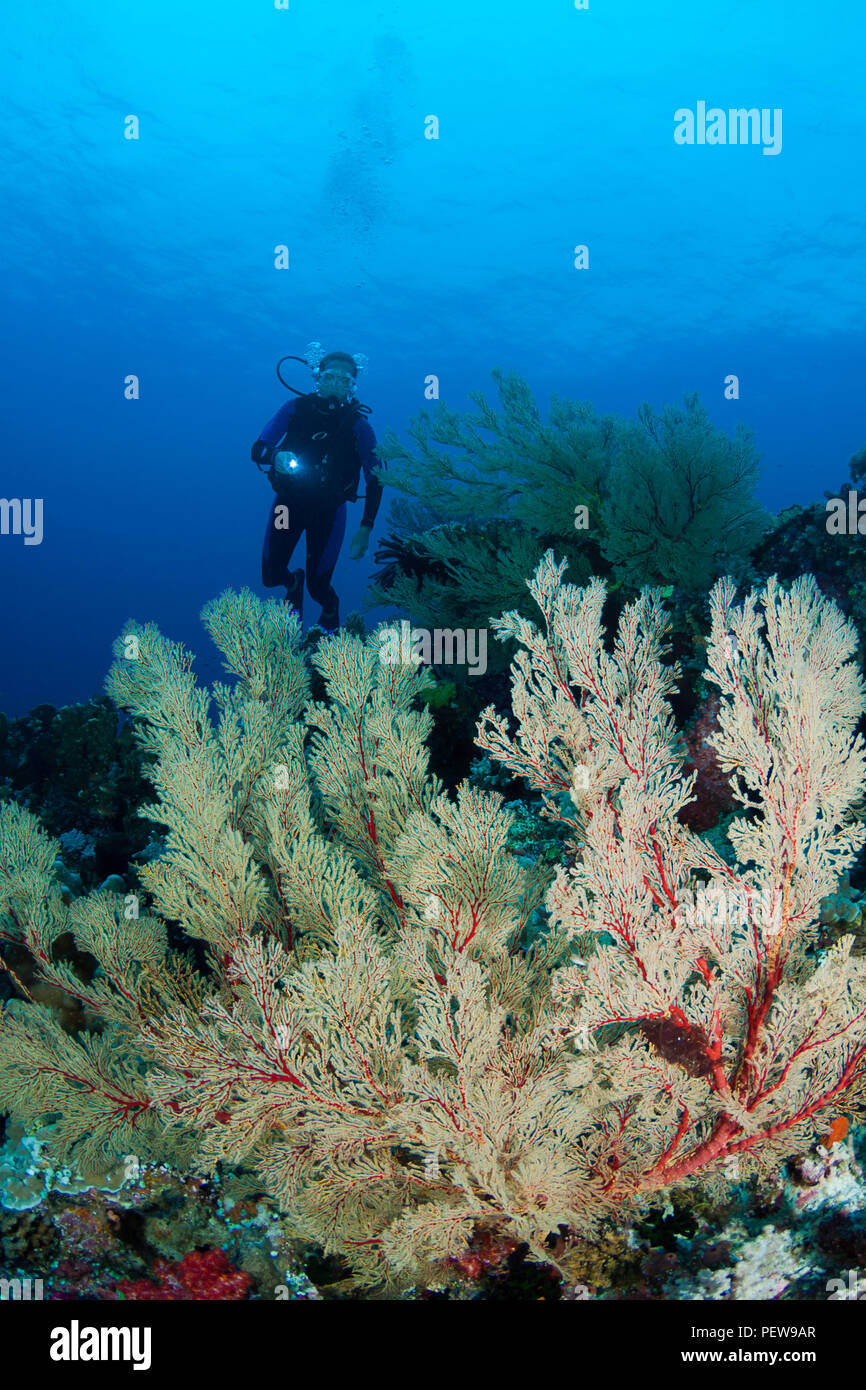 Taucher (MR) mit Korallen Gorgonien, Tubbataha Reef, Philippinen. Stockfoto